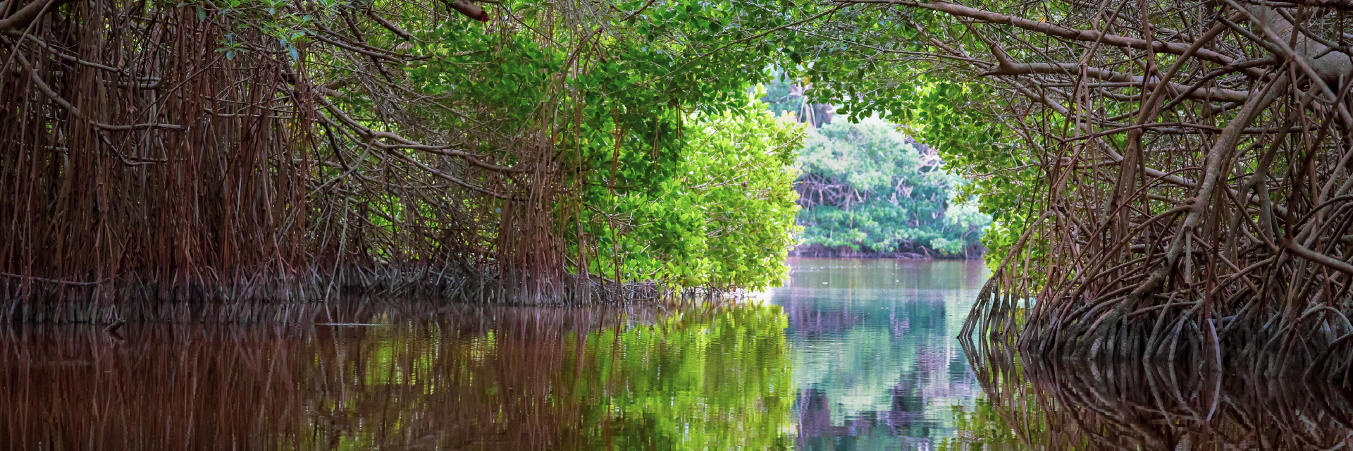 Mangrove forest and calm waterway representing Climate Action Reserve’s work supporting natural climate solutions.
